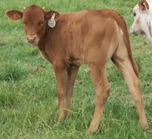 Clear Out x Disandra heifer calf